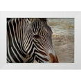 thumbnail image 1 of Galloimages Online 32x23 White Modern Wood Framed Museum Art Print Titled - Zebra, 1 of 4