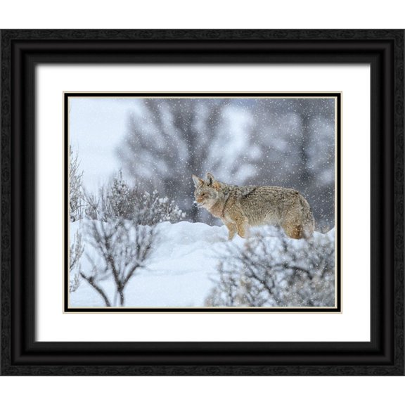 Galloimages Online 32x26 Black Ornate Wood Framed with Double Matting Museum Art Print Titled - Coyote In Snow