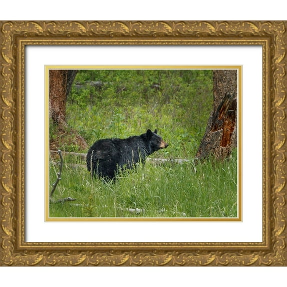 Galloimages Online 32x26 Gold Ornate Wood Framed with Double Matting Museum Art Print Titled - Black Bear Sow Watching Cubs YNP