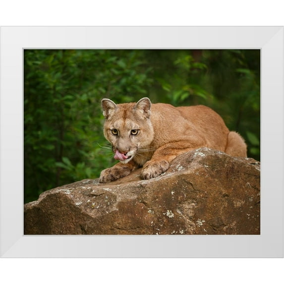 Galloimages Online 32x26 White Modern Wood Framed Museum Art Print Titled - Mountain Lion Lunch