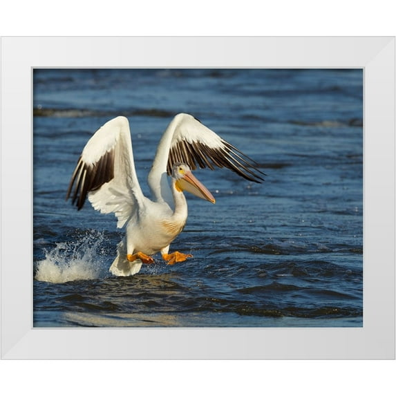 Galloimages Online 32x26 White Modern Wood Framed Museum Art Print Titled - Pelican GIO