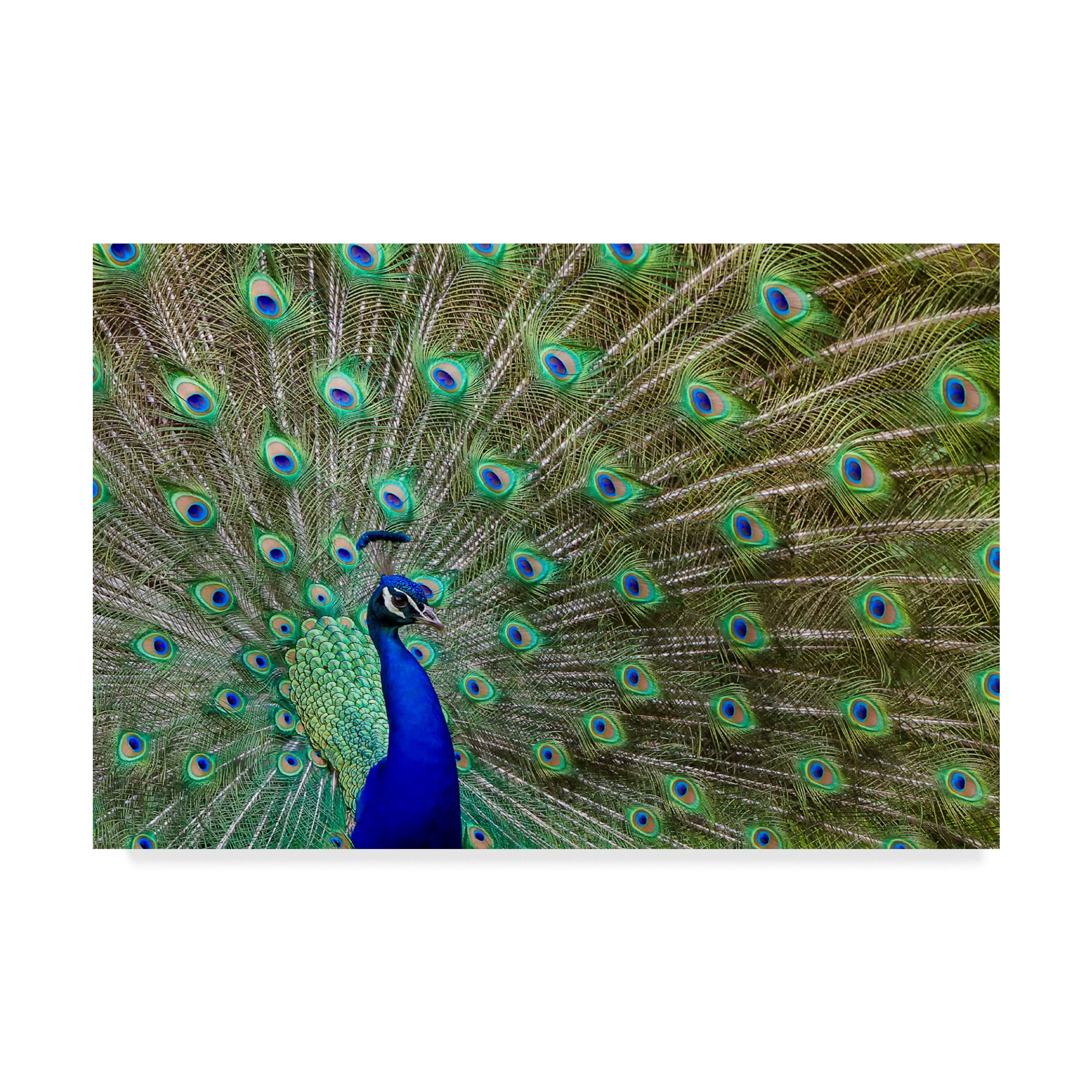 Peacock Proud Multicolor Canvas Art for Kids Nursery