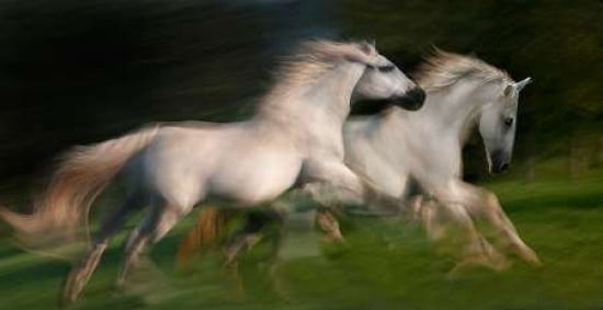 Gallop For Two Canvas Art - Milan Malovrh (12 x 18)