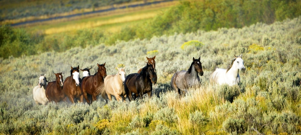 Galloping Horses Canvas Art - Richard Wear Design Pics (40 x 18)