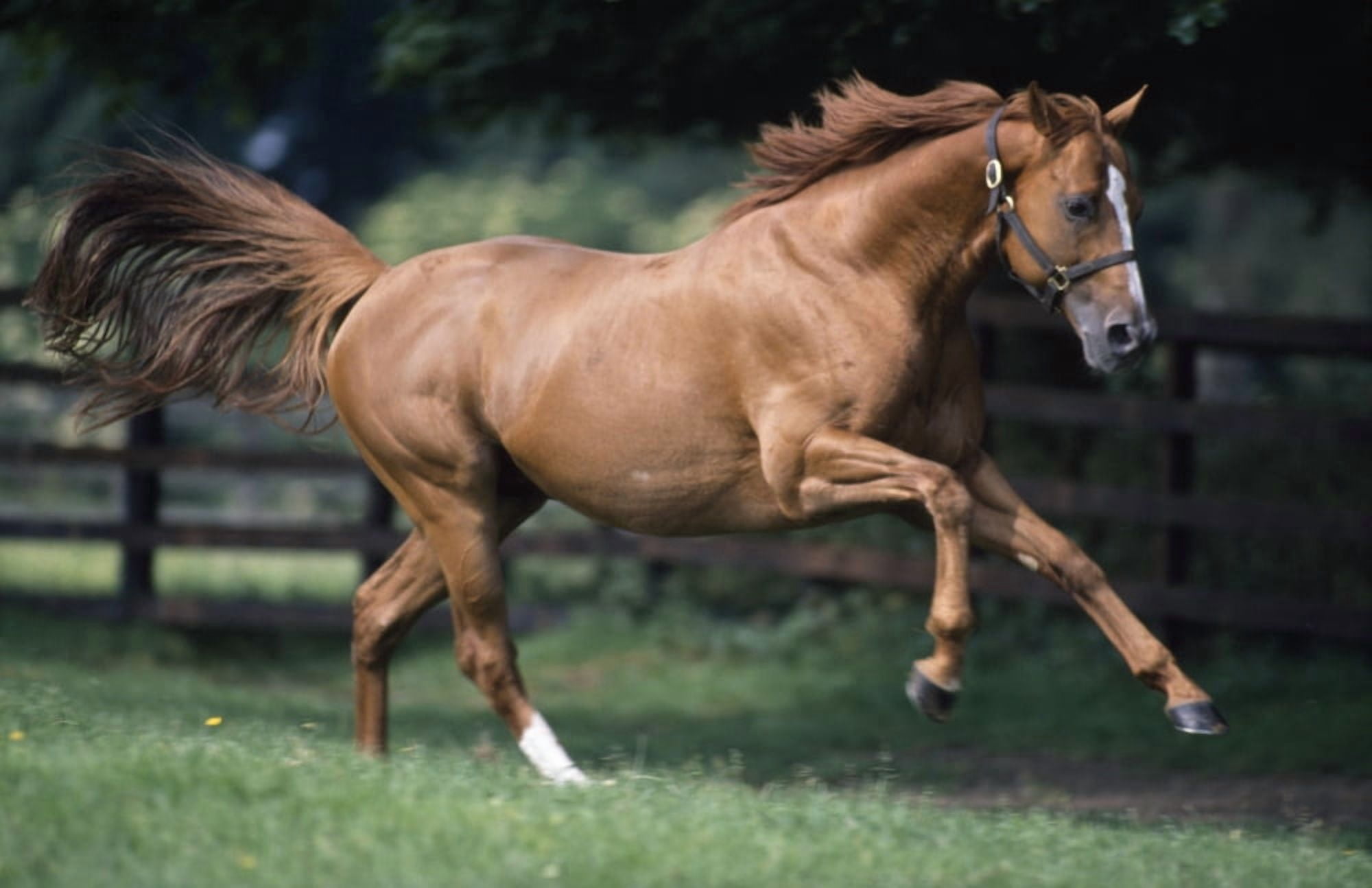 Galloping Thoroughbred Horse Canvas Art - The Irish Image Collection  Design Pics (38 x 24)