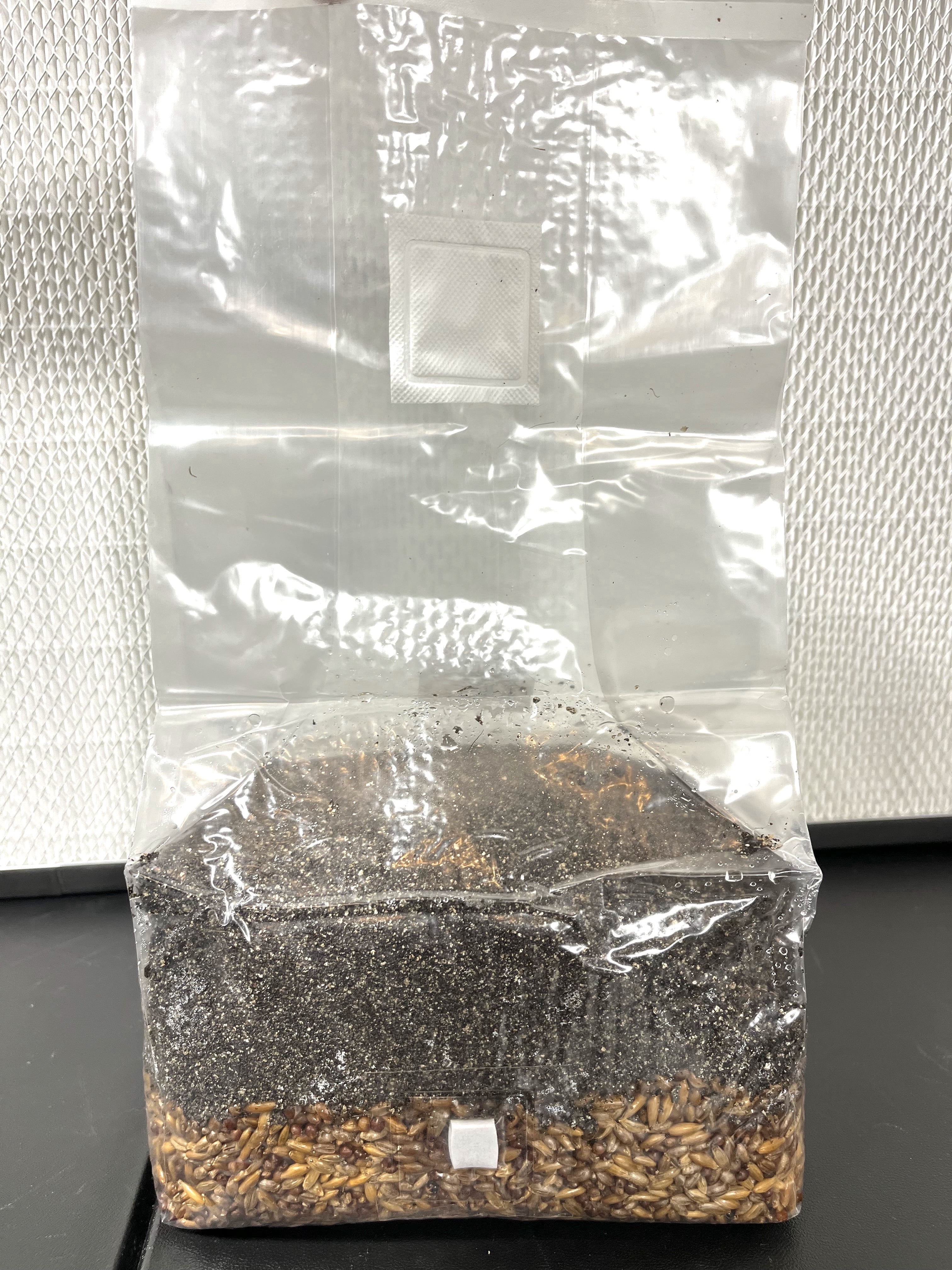 5lb All-in-One Mushroom Grow Bag – CVG Substrate with Azomite – Sterilized 3-Grain Blend (Rye, Oats, Milo) – Premium Bulk Grow Kit