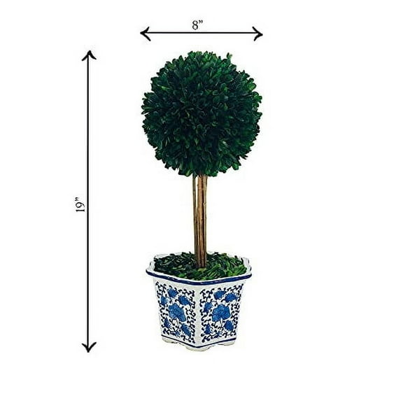 Galt Real Preserved Boxwood Ball Topiary Tree in Blue & White Ceramic Pot Plant & Table Centerpiece Stunning Greenery and Plant Decor for Home Blue & White Ceramic Pot - 8" Diamete