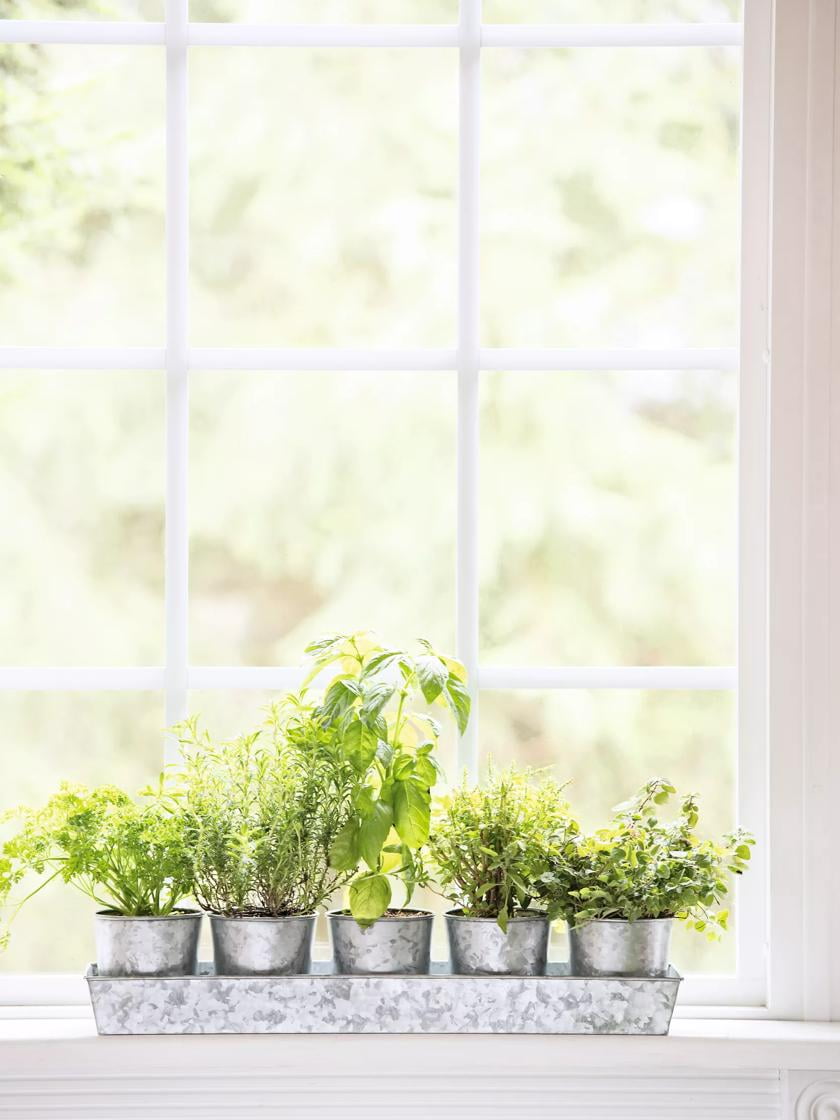 Galvanized Rectangular Herb Planter Tray with Drainage Hole