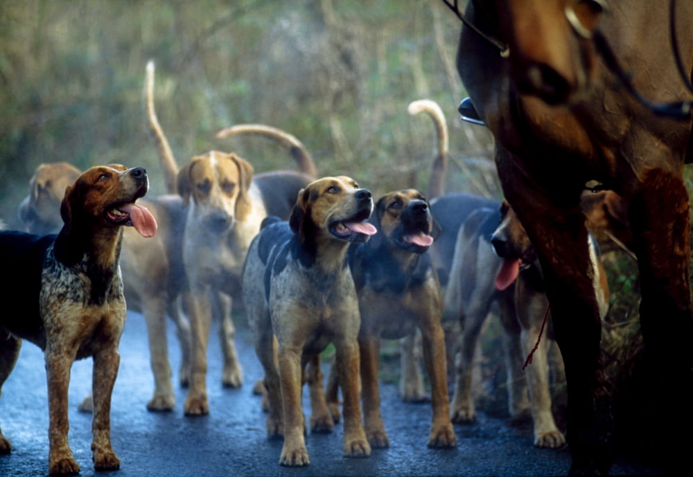 Galway Blazers Co Galway Ireland Hunting With Foxhounds Canvas Art - The Irish Image Collection Design Pics (38 x 26)