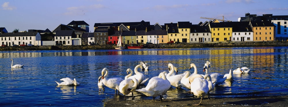 Galway City County Galway Ireland Quay With Swans Canvas Art - The Irish Image Collection Design Pics (35 x 13)