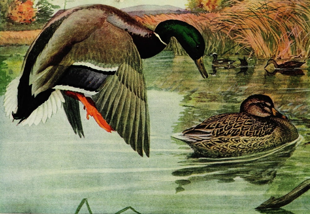 Game Birds of North American 1913 Mallard Duck Canvas Art - LA Fuertes (18 x 24)