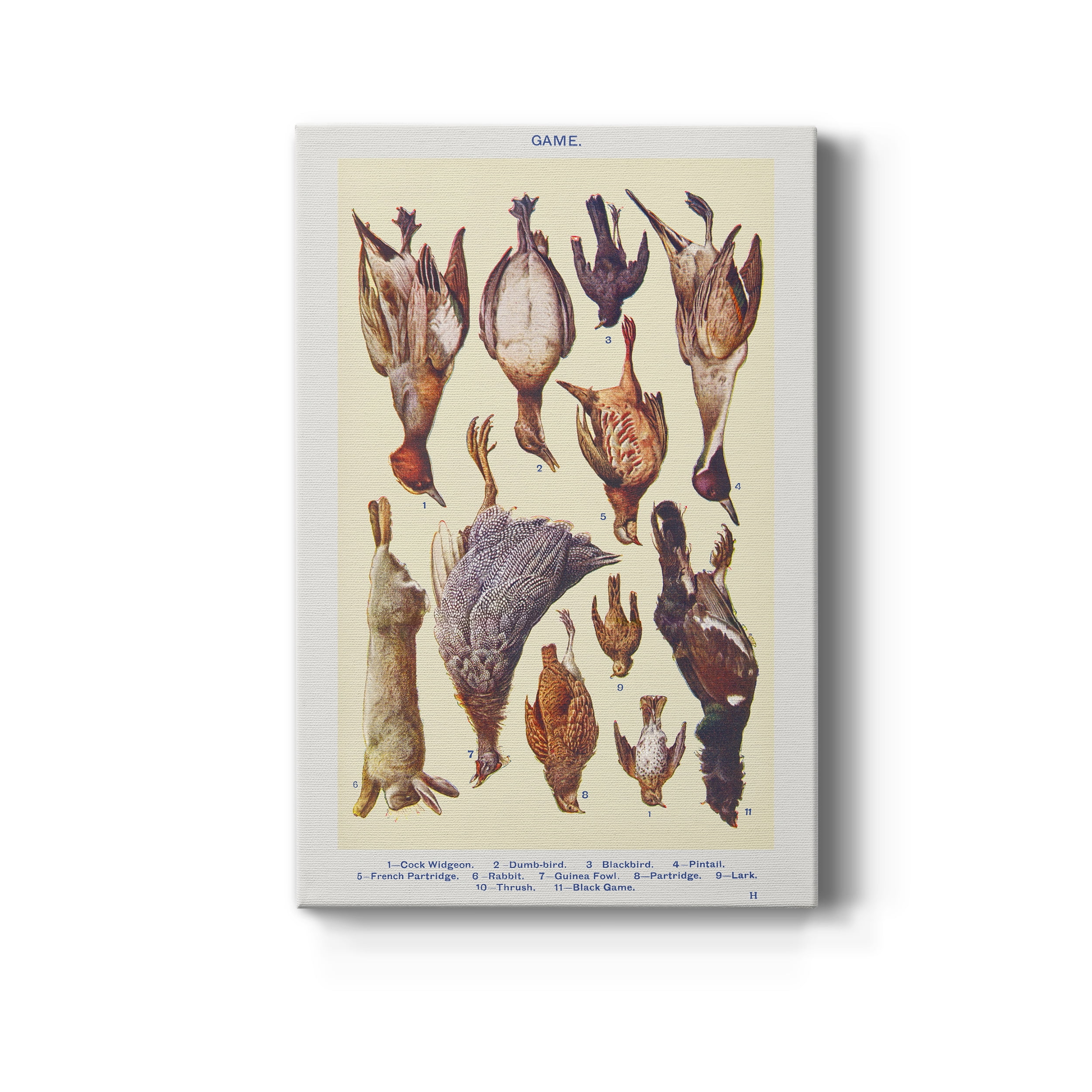 Game II Cock Widgeon, Dumb–bird, Blackbird, Pintail, French Partridge, Rabbit, Guinea Fowl, Partridge, Lark, Thrush, and Black Game Premium Gallery Wrapped Canvas - Ready to Hang - 40 x 60