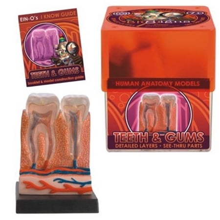 Game - Tedco Wild Science - Teeth Learning Toys 32370TE