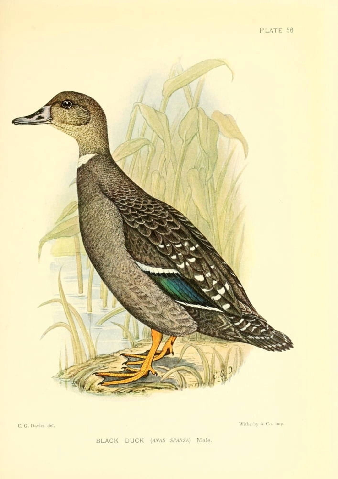 Game-birds of South Africa 1912 Black Duck Canvas Art - CG Davis (18 x 24)