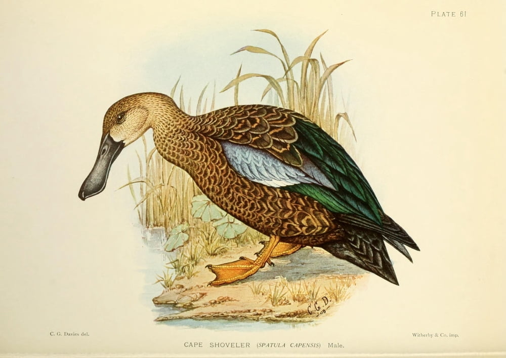 Game-birds of South Africa 1912 Cape Shoveller Canvas Art - CG Davis (24 x 36)