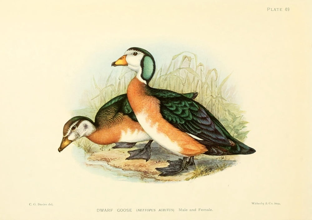 Game-birds of South Africa 1912 Dwarf Goose Canvas Art - CG Davis (24 x 36)