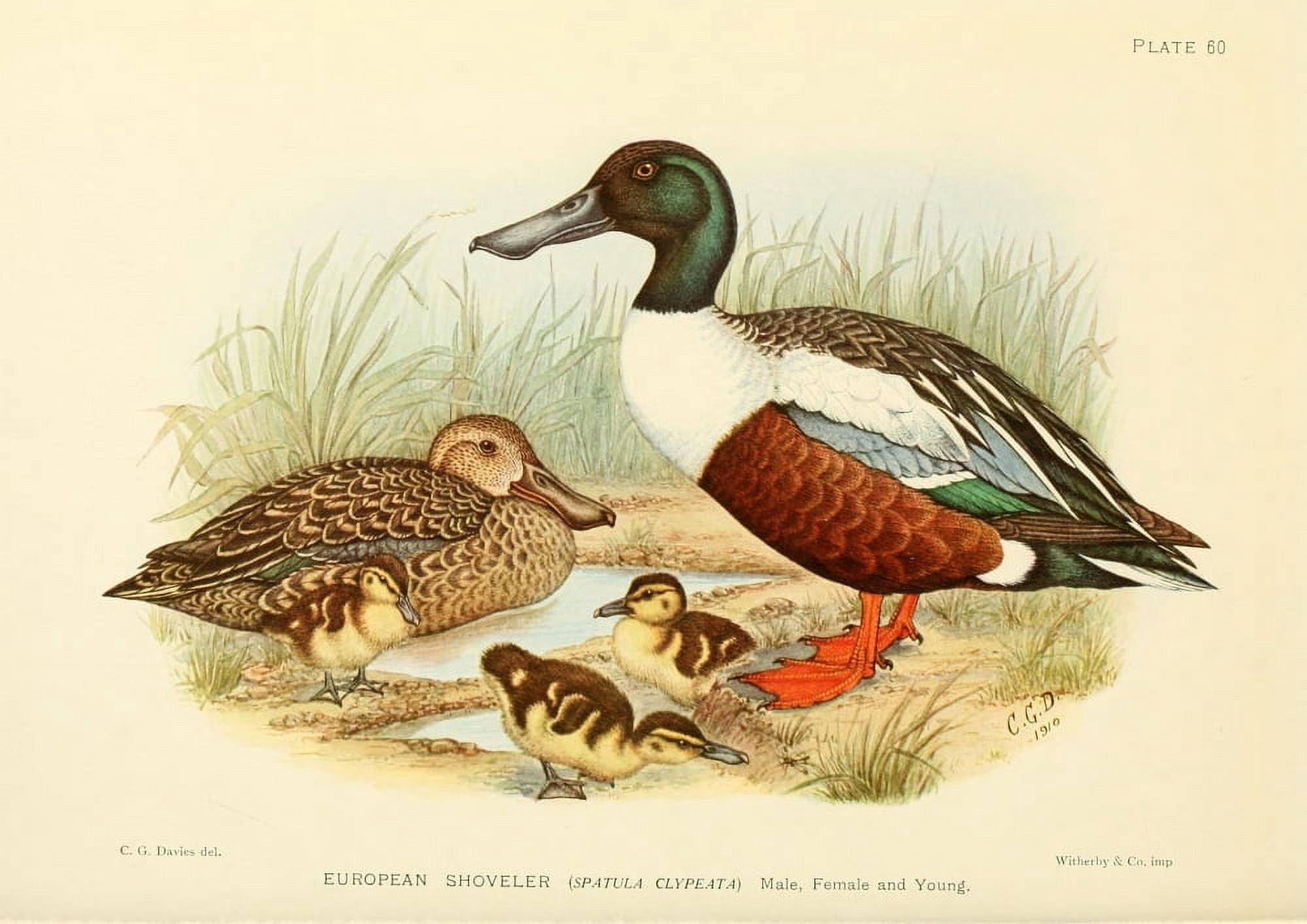 Game-birds of South Africa 1912 European Shoveller Canvas Art - CG Davis (18 x 24)