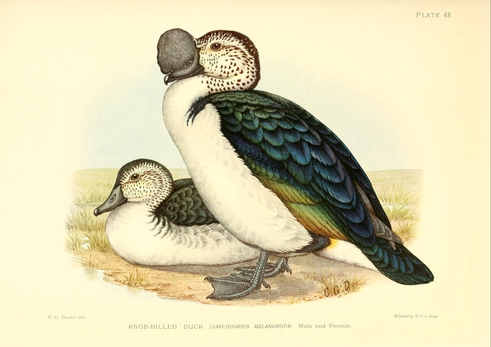 Game-birds of South Africa 1912 Knob-billed Duck Canvas Art - CG Davis (24 x 36)