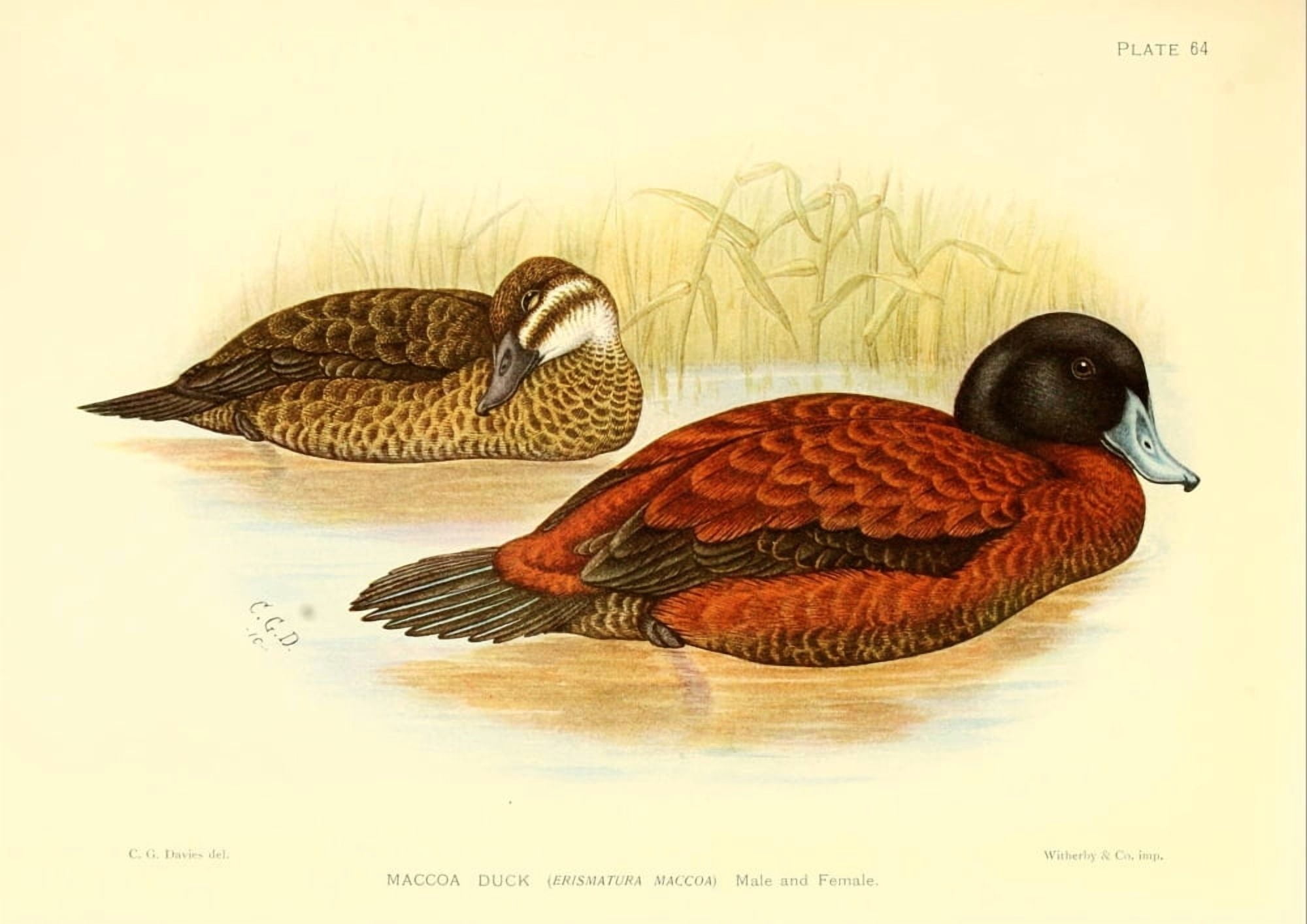 Game-birds of South Africa 1912 Maccoa Duck Canvas Art - CG Davis (18 x 24)