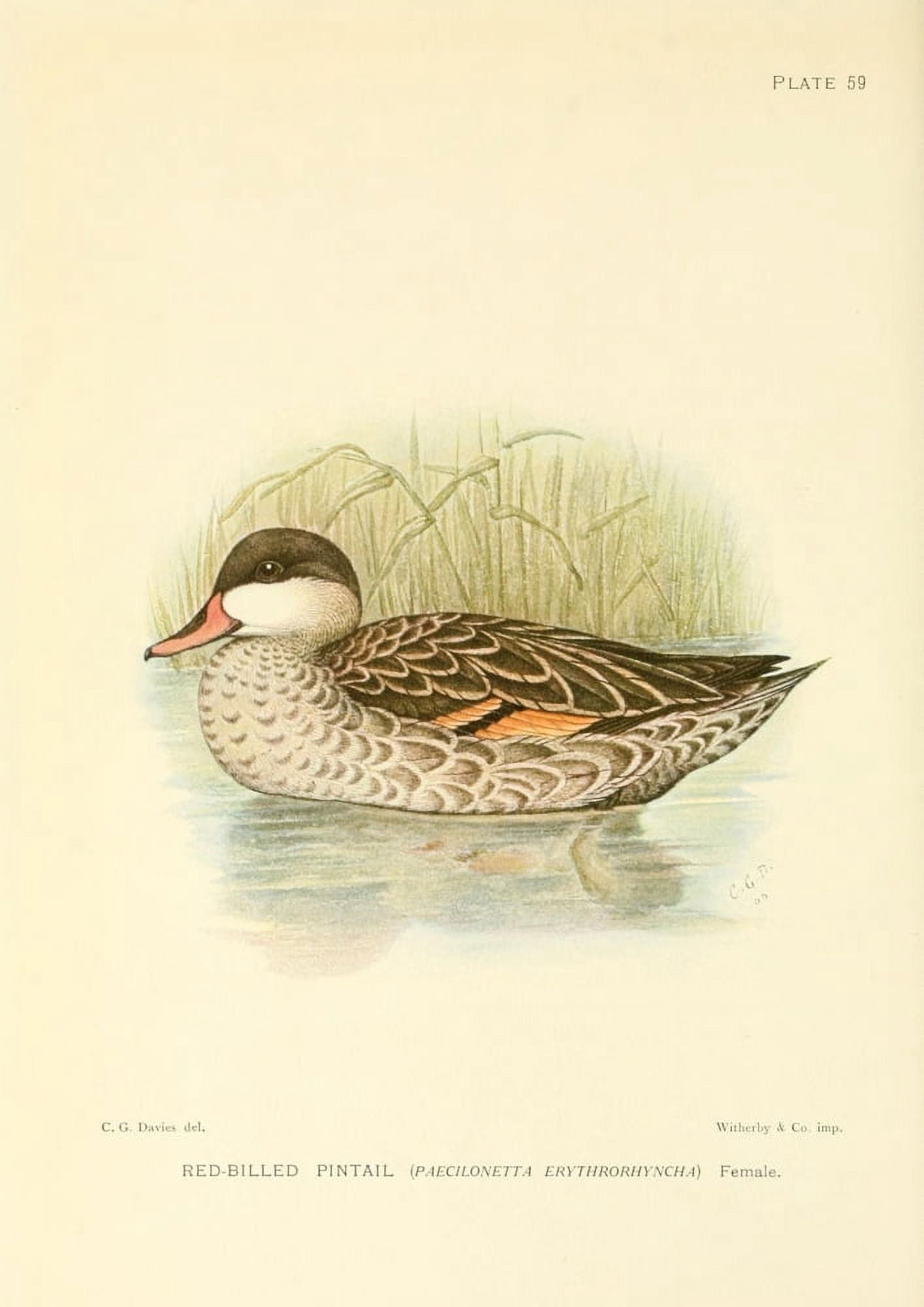 Game-birds of South Africa 1912 Red-billed Pintail Canvas Art - CG Davis (24 x 36)