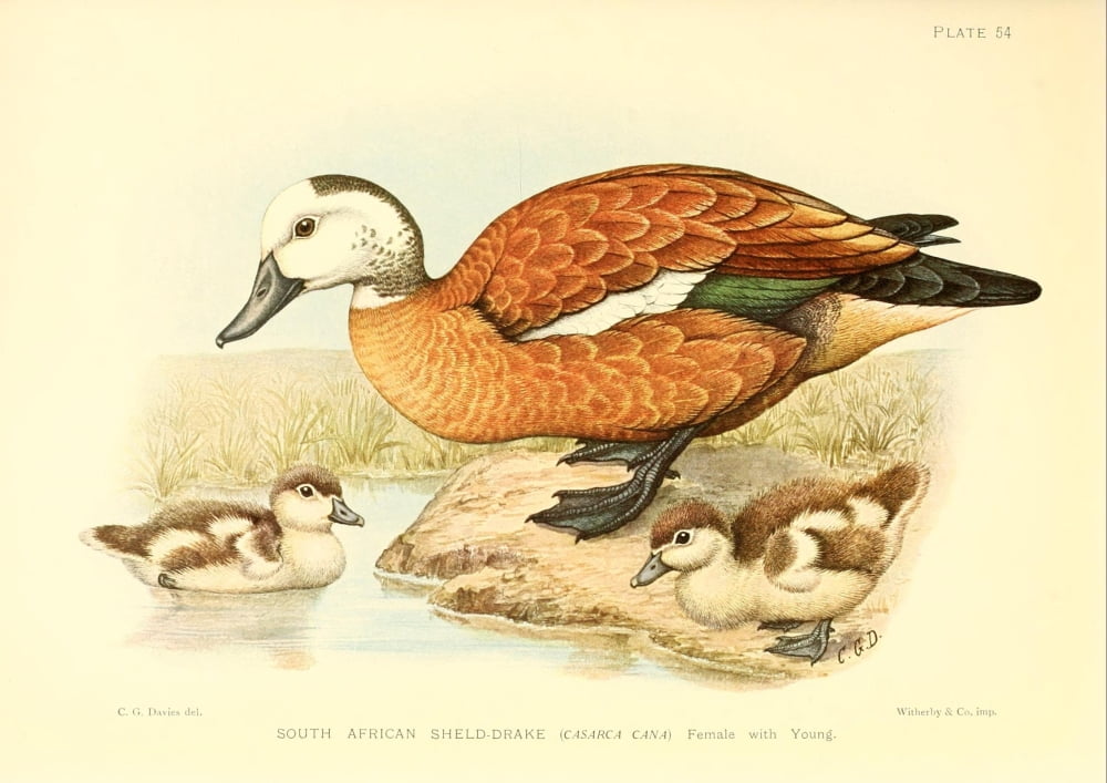 Game-birds of South Africa 1912 S African Sheld-drake & young Canvas Art - CG Davis (24 x 36)
