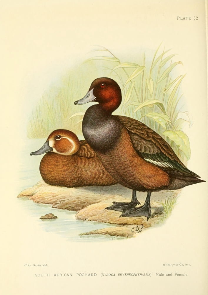 Game-birds of South Africa 1912 South African Pochard Canvas Art - CG Davis (18 x 24)