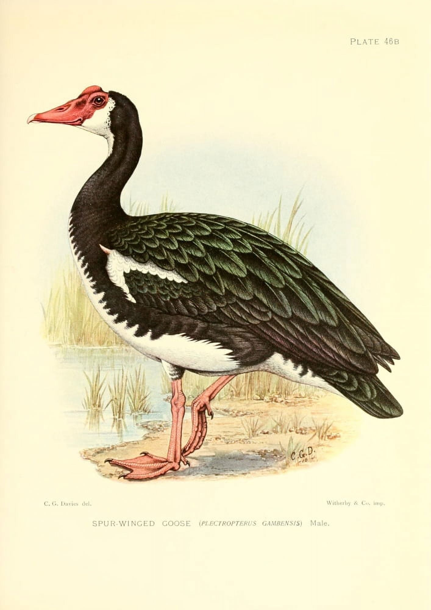 Game-birds of South Africa 1912 Spur-winged Goose 2 Canvas Art - CG Davis (18 x 24)