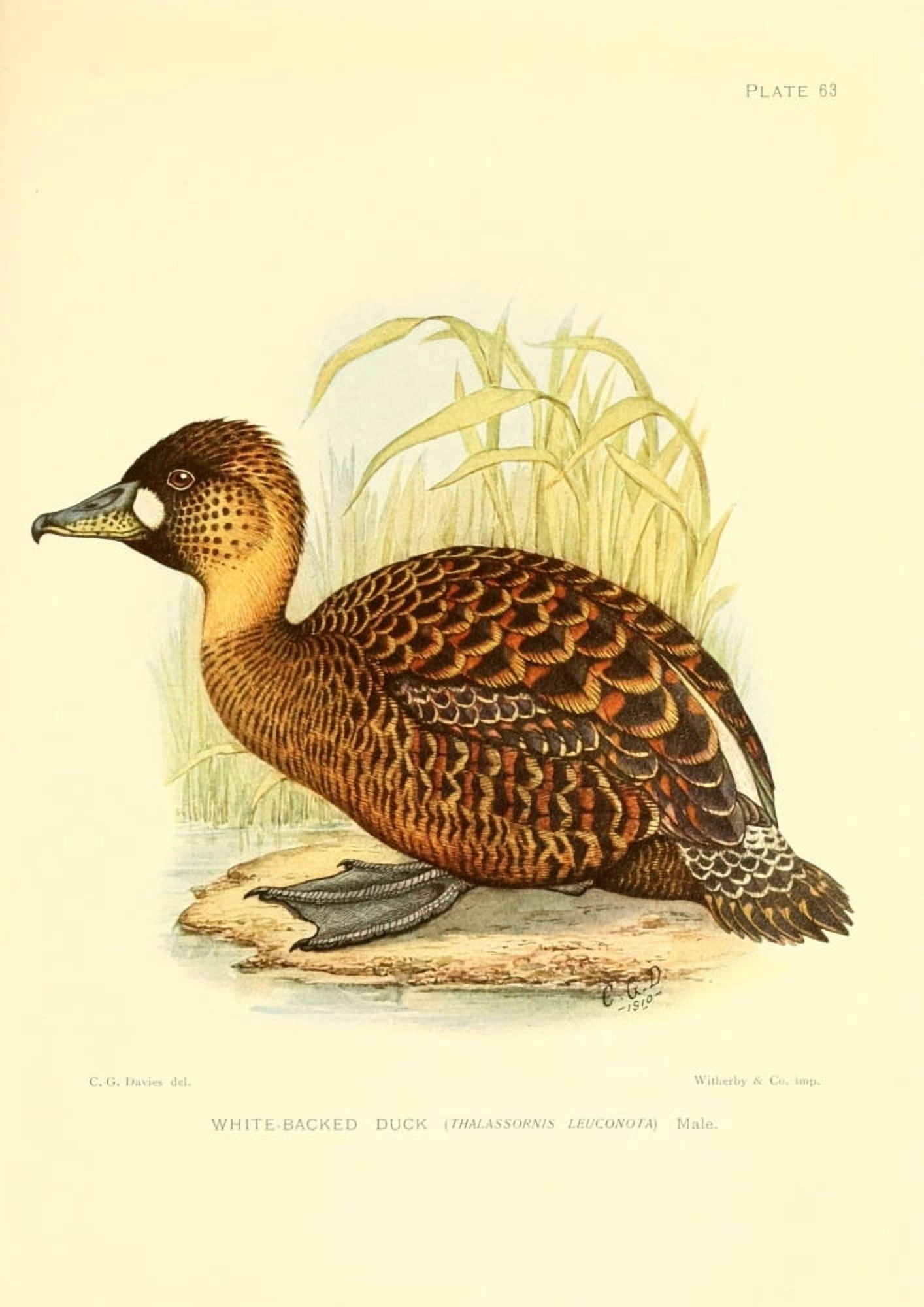 Game-birds of South Africa 1912 White-backed Duck Canvas Art - CG Davis (18 x 24)