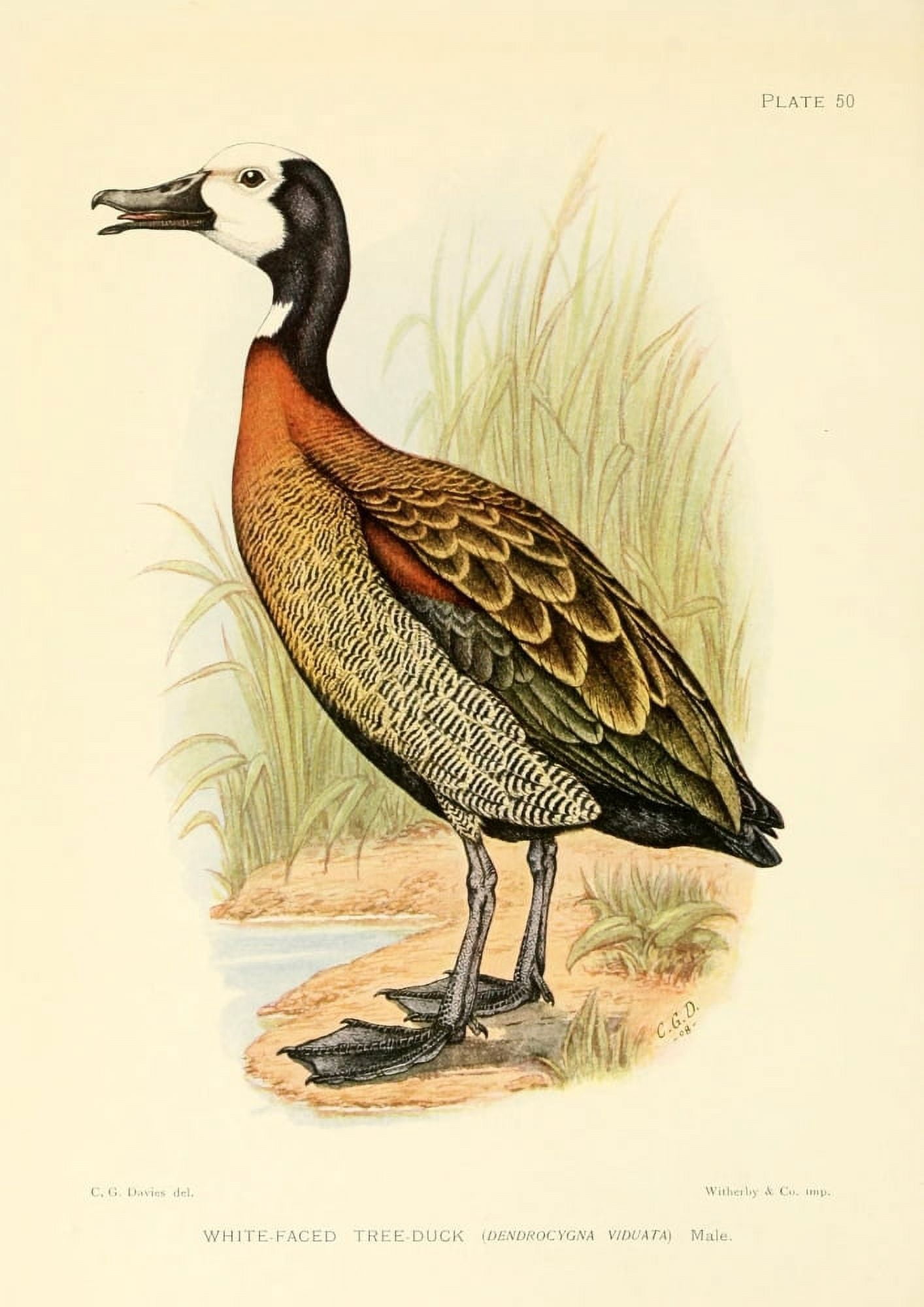 Game-birds of South Africa 1912 White-faced Tree Duck Canvas Art - CG Davis (24 x 36)