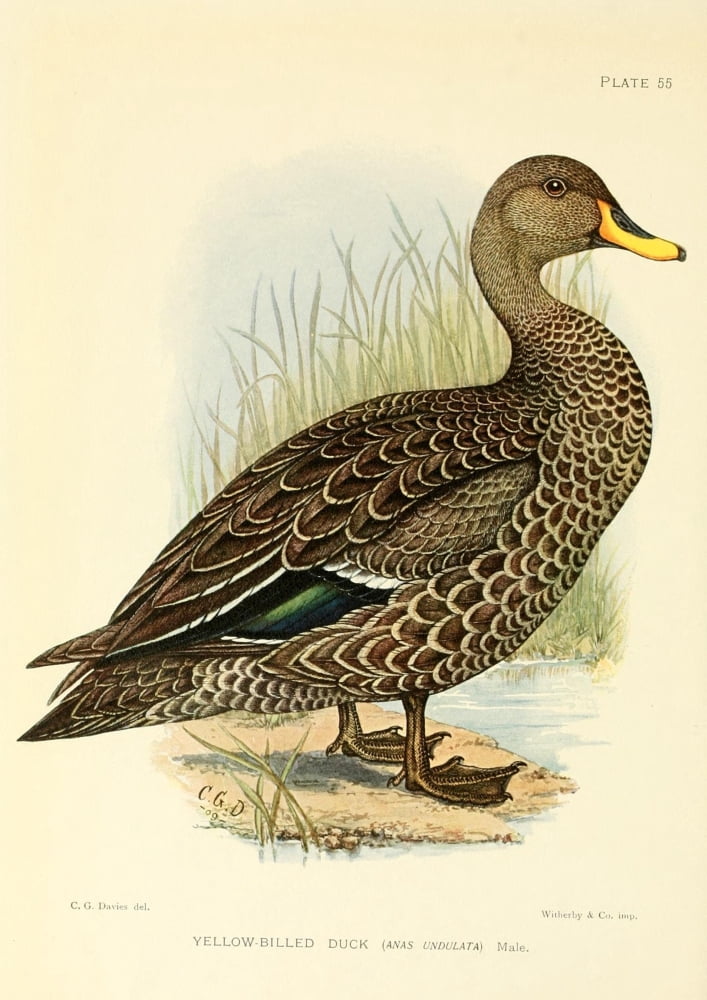 Game-birds of South Africa 1912 Yellow-billed Duck Canvas Art - CG Davis (18 x 24)