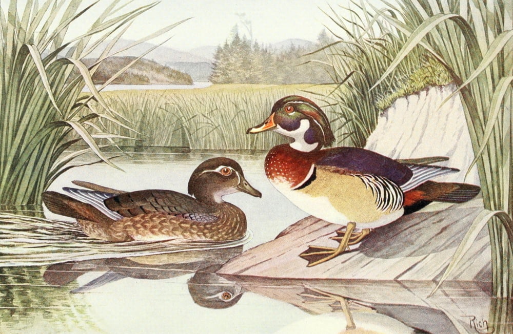Game of Northeast 1907 Wood or Bridal Duck Canvas Art - WH Rich (18 x 24)