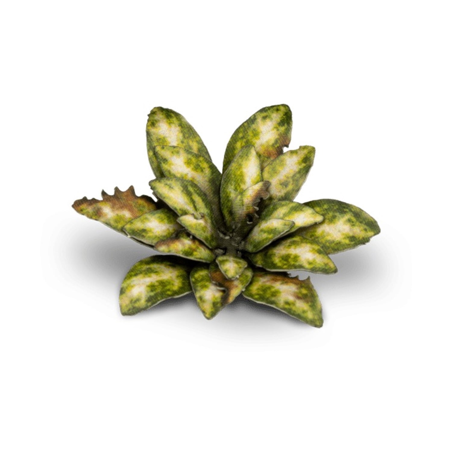 GamersGrass - Laser Plants - Dumb Cane, 4,99