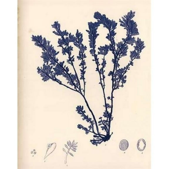 Blue Botanical Study III Poster Print by Kimberly Poloson (11 x 14)