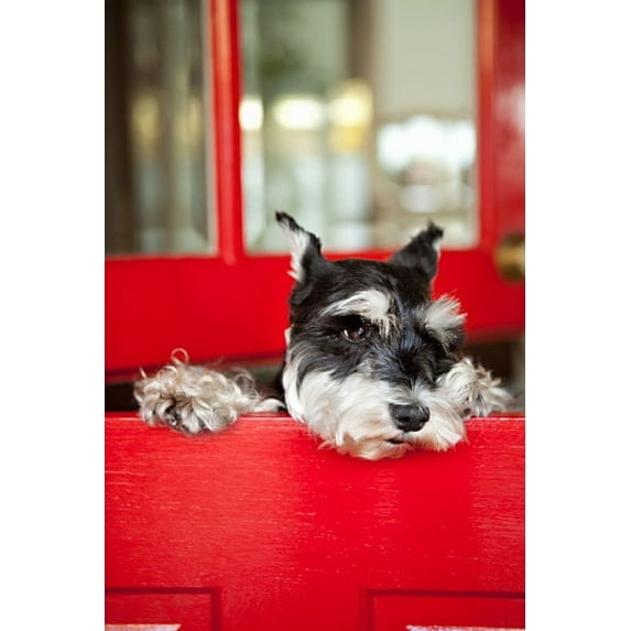 Gango Home Decor A Dog's Life I by Karyn Millet (Printed on Paper); One 24x36in Fine Art Paper Giclee Print