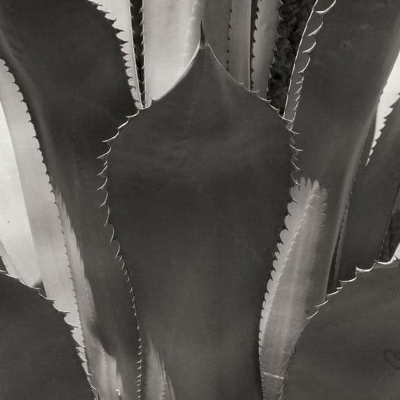 Gango Home Decor Agave II by Rita Crane (Printed on Paper); One 24x24in Fine Art Paper Giclee Print