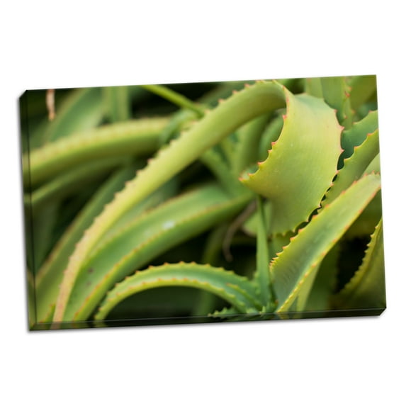 Gango Home Decor Aloe II by Erin Berzel (Ready to Hang); One 36x24in Hand-Stretched Canvas