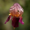 thumbnail image 1 of Gango Home Decor Annemarie's Irises I by Rita Crane (Printed on Paper); One 24x24in Fine Art Paper Giclee Print, 1 of 4