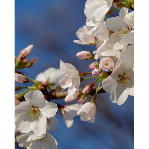 Gango Home Decor Apple Blossoms III by Monika Burkhart (Printed on Paper); One 22x28in Fine Art Paper Giclee Print