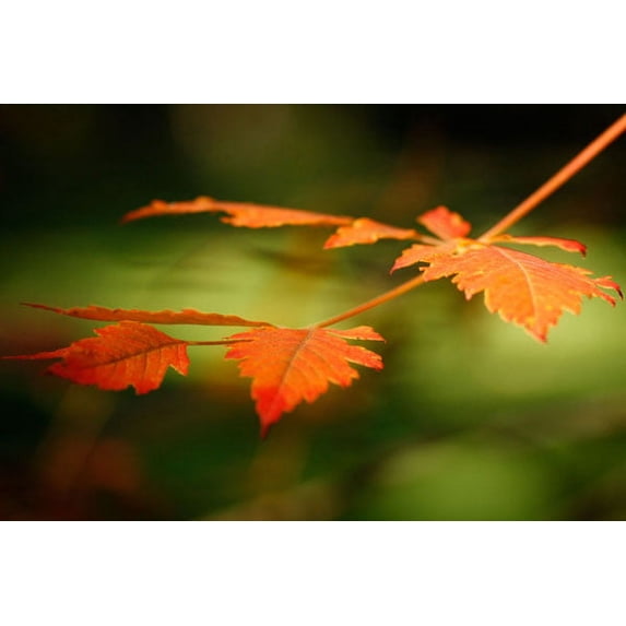 Gango Home Decor Autumn Fire Leaves I by Vitaly Geyman (Printed on Paper); One 36x24in Fine Art Paper Giclee Print