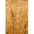 thumbnail image 1 of Gango Home Decor Autumn Grasses I by Kathy Mahan (Printed on Paper); One 24x36in Fine Art Paper Giclee Print, 1 of 4