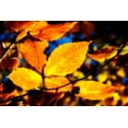 thumbnail image 1 of Gango Home Decor Autumn Impressions IX by Alan Hausenflock (Printed on Paper); One 36x24in Fine Art Paper Giclee Print, 1 of 4