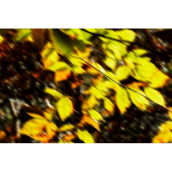 Gango Home Decor Autumn Impressions VII by Alan Hausenflock (Printed on Paper); One 36x24in Fine Art Paper Giclee Print