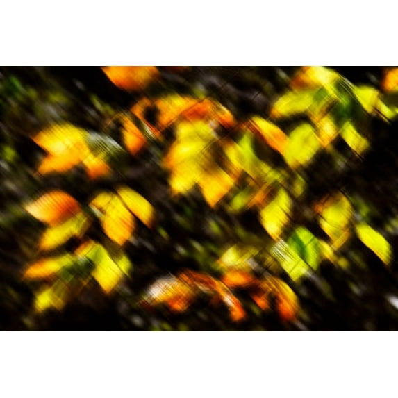 Gango Home Decor Autumn Impressions VIII by Alan Hausenflock (Printed on Paper); One 36x24in Fine Art Paper Giclee Print