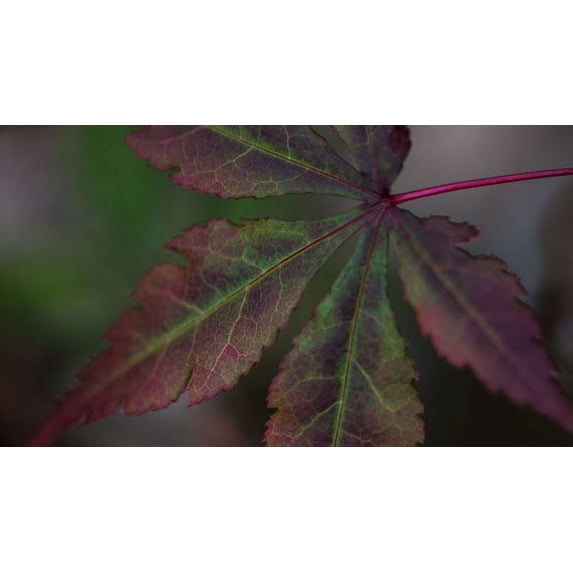 Gango Home Decor Autumn Maple II by Rita Crane (Printed on Paper); One 36x18in Fine Art Paper Giclee Print