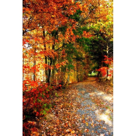 Gango Home Decor Autumn Pathway by Alan Hausenflock (Printed on Paper); One 24x36in Fine Art Paper Giclee Print