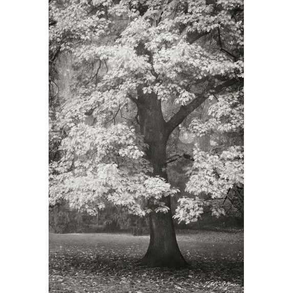 Gango Home Decor Autumn in Paris II B&W by Vitaly Geyman (Printed on Paper); One 24x36in Fine Art Paper Giclee Print