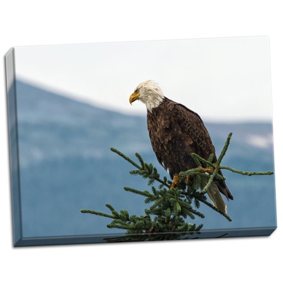 Gango Home Decor Bald Eagle II by Stan Hellmann (Ready to Hang); One 24x18in Hand-Stretched Canvas