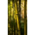 thumbnail image 1 of Gango Home Decor Bamboo Afternoon VII by Rita Crane (Printed on Paper); One 18x36in Fine Art Paper Giclee Print, 1 of 4