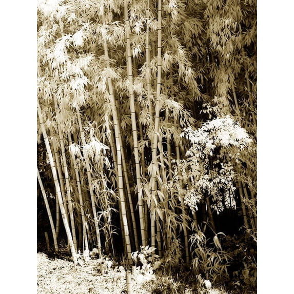 Gango Home Decor Bamboo Grove II by Alan Hausenflock (Printed on Paper); One 18x24in Fine Art Paper Giclee Print
