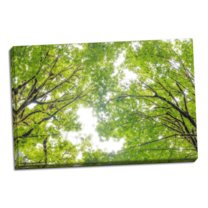 Gango Home Decor Big Leaf Maple II by Kathy Mahan (Ready to Hang); One 36x24in Hand-Stretched Canvas